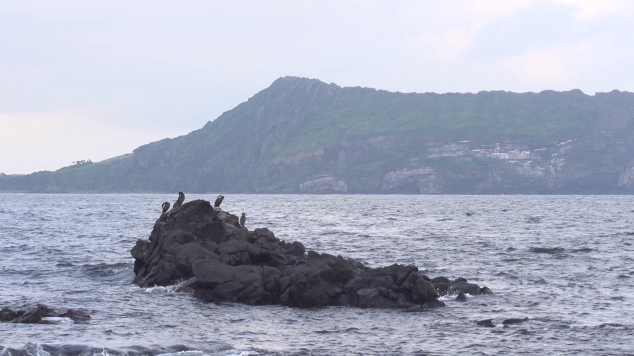 海景和鸟儿在石头上休息/西归浦市，济州岛，韩国视频素材