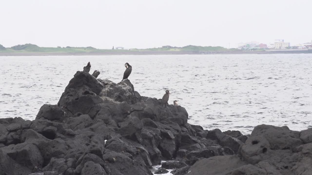 鸟儿在石头和海景上休息/西归浦市，济州岛，韩国视频素材