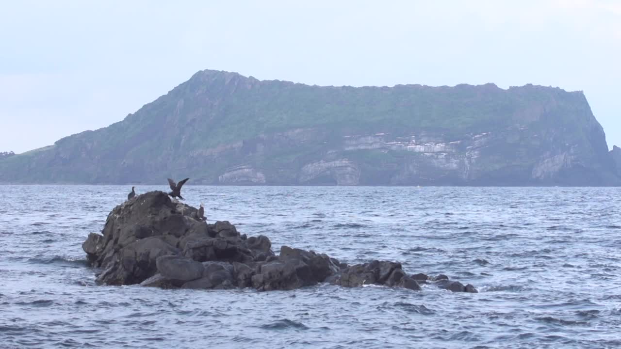 鸟儿在石头上休息，在韩国济州岛西归浦市城山一铁峰上休息视频素材