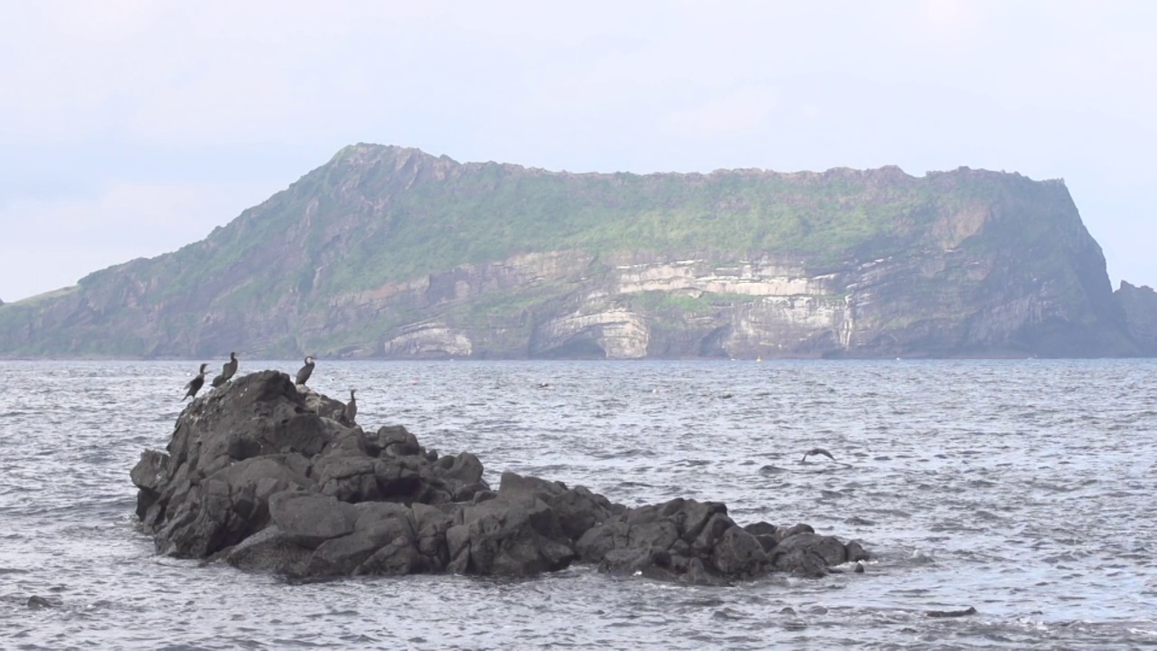 鸟儿在石头上休息，在韩国济州岛西归浦市城山一铁峰上休息视频素材