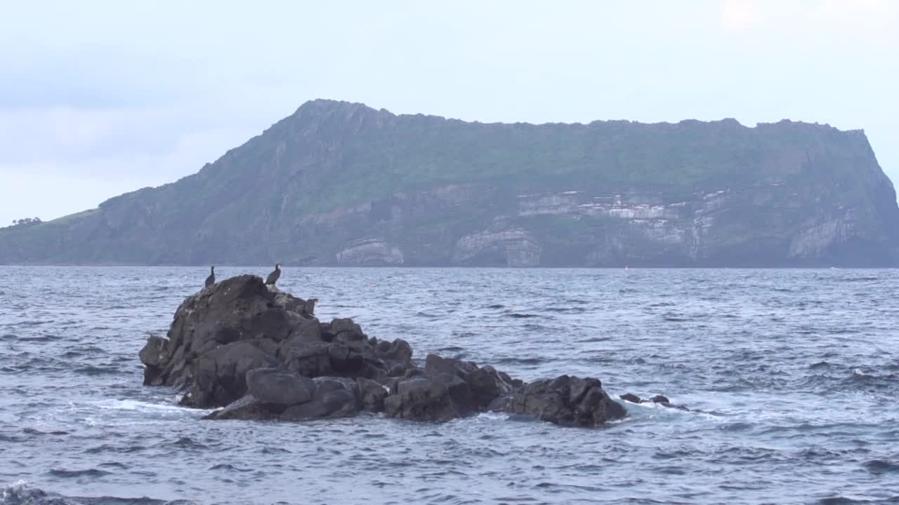 鸟儿在石头上休息，在韩国济州岛西归浦市城山一铁峰上休息视频素材