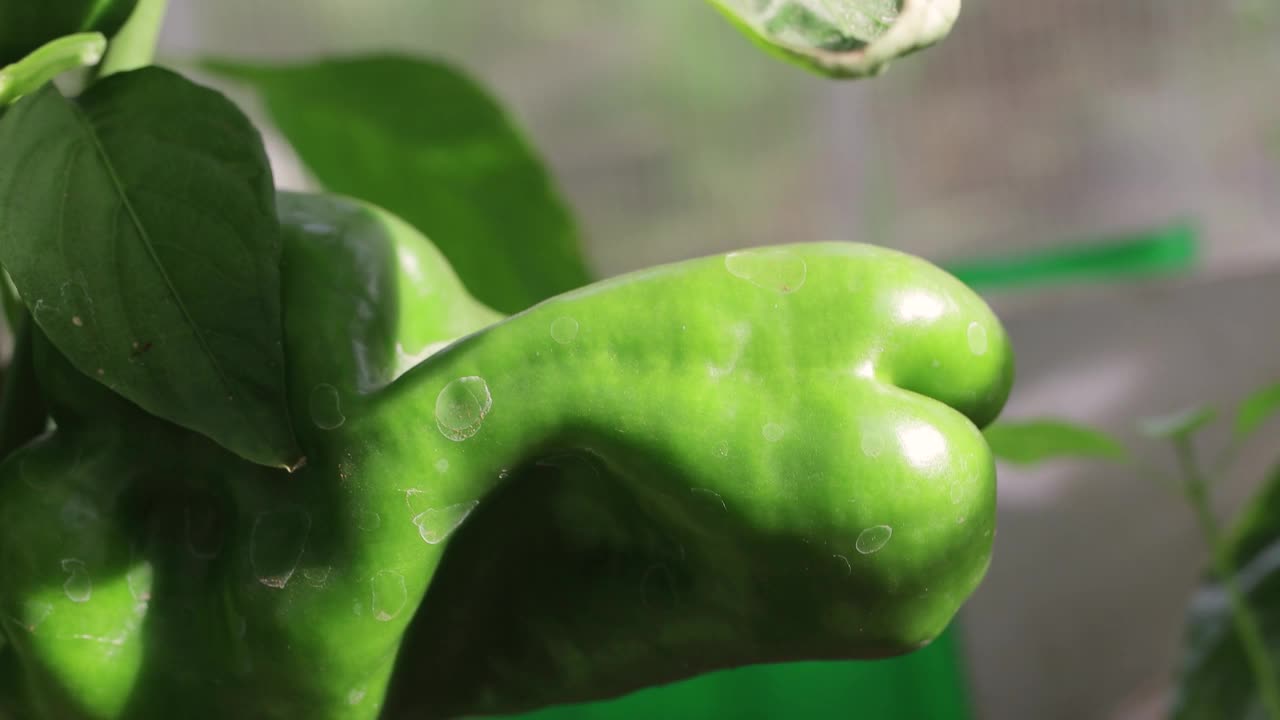 成熟的青椒挂在温室的灌木上。视频素材
