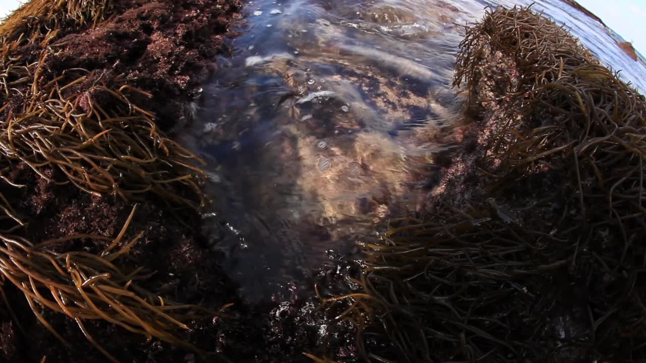 海上海藻/西归浦市，济州岛，韩国视频素材