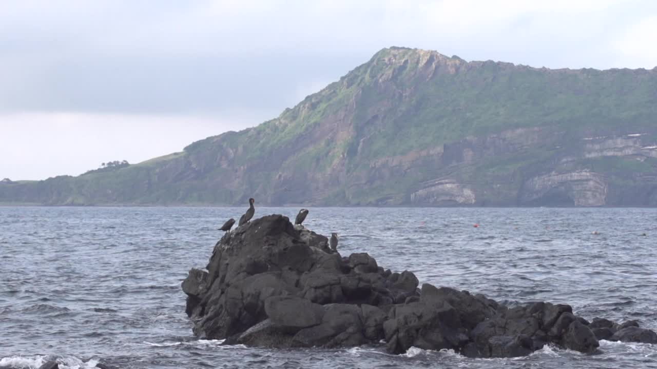 鸟儿在石头上休息，在韩国济州岛西归浦市城山一铁峰上休息视频素材