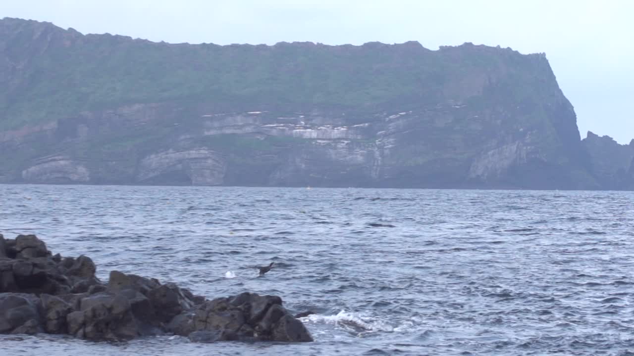 高空飞翔的鸟/韩国济州岛西归浦市视频素材