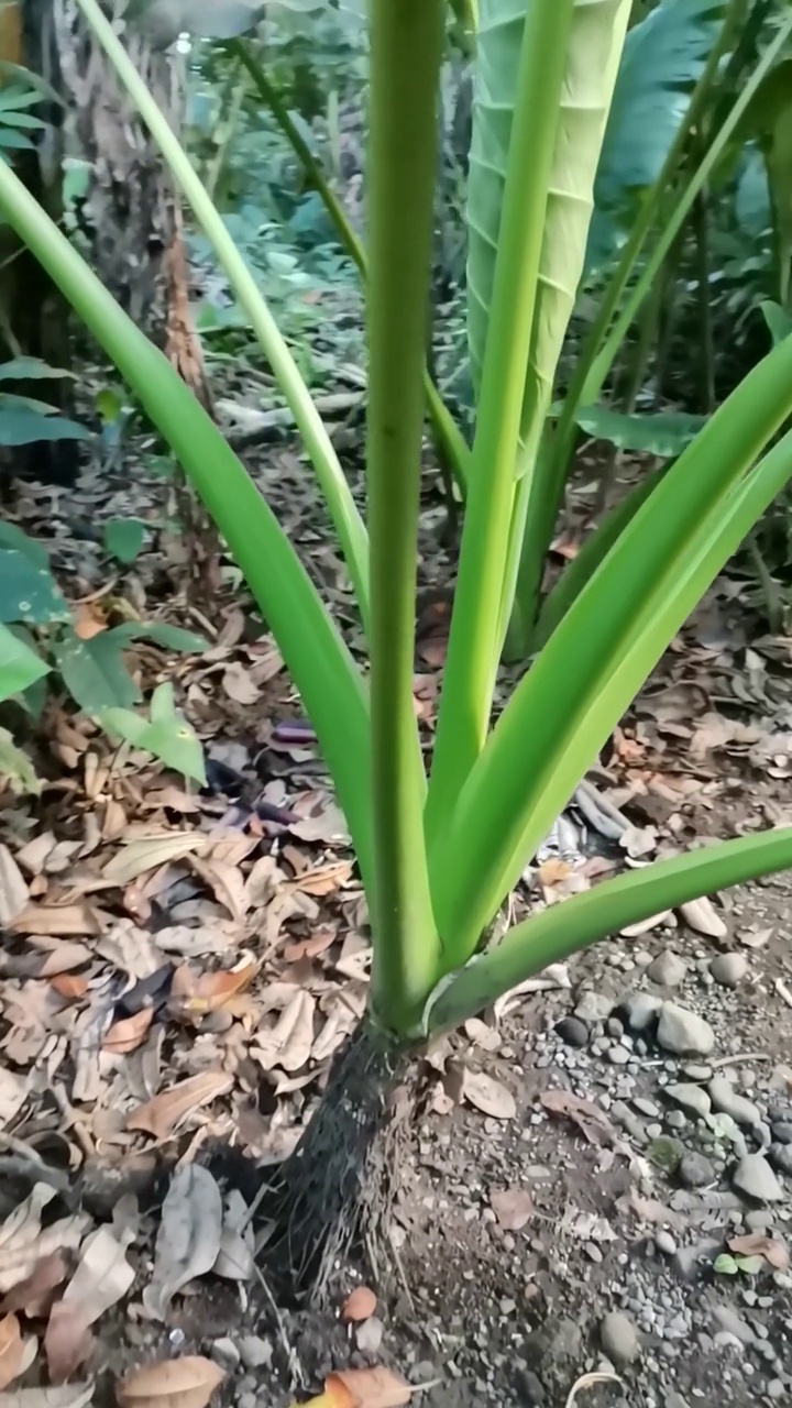 奇基塔海滩附近热带花园中的一种巨大的植物。哥斯达黎加，中美洲。2022年3月视频素材