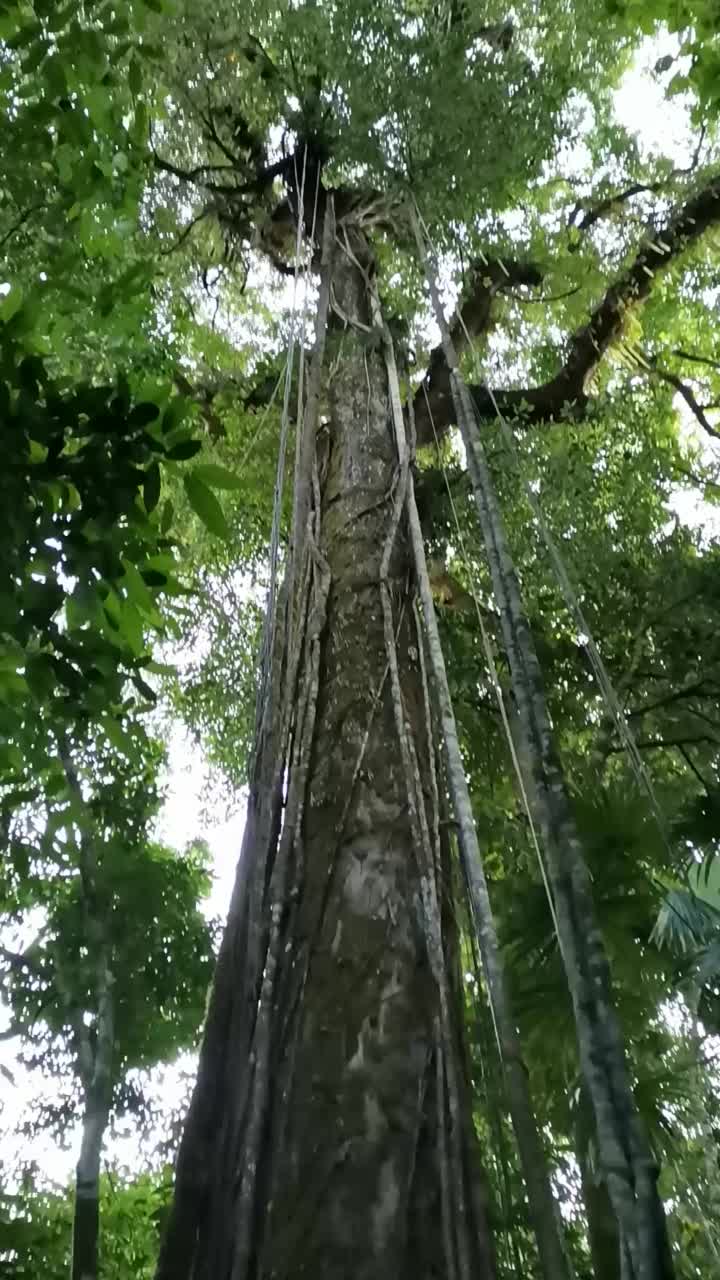 70米高的木棉是世界上最大的树木之一。这棵树生长在酒店奇基塔海滩附近郁郁葱葱的热带花园中。哥斯达黎加，中美洲。2022年3月视频素材