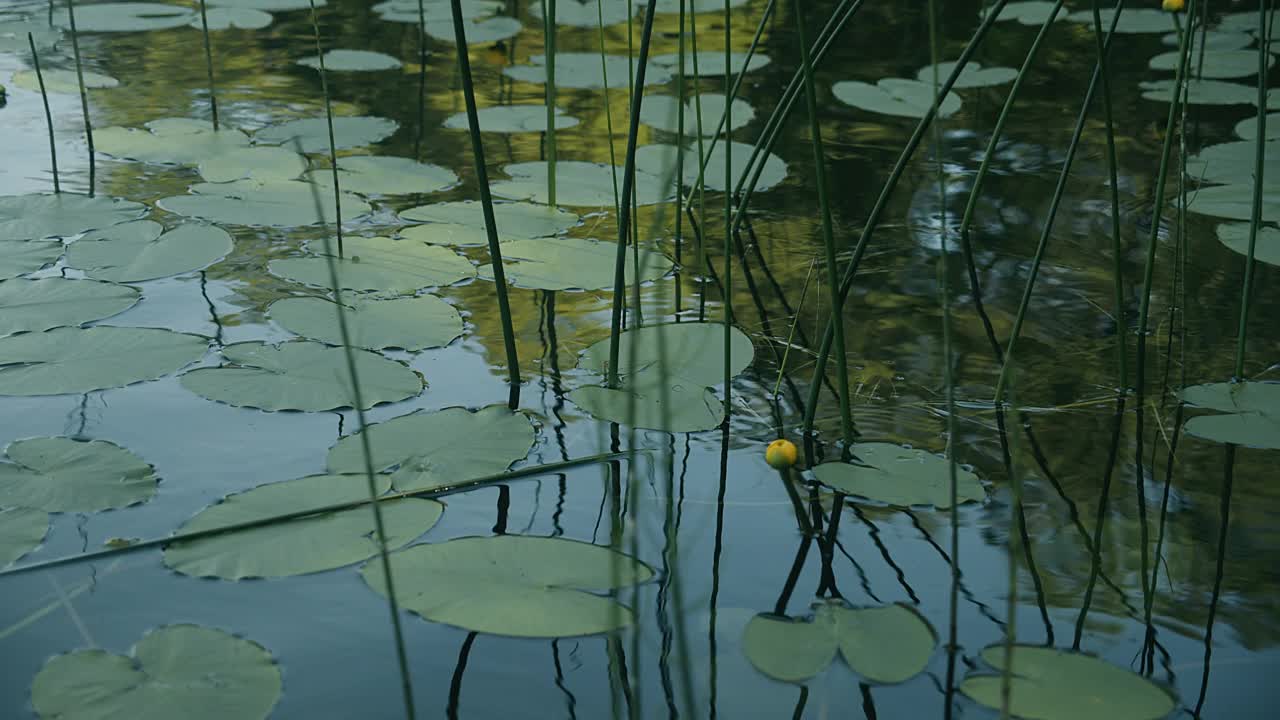 湖上有睡莲和芦苇。视频素材