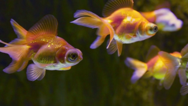 水族馆里有许多金鱼视频素材