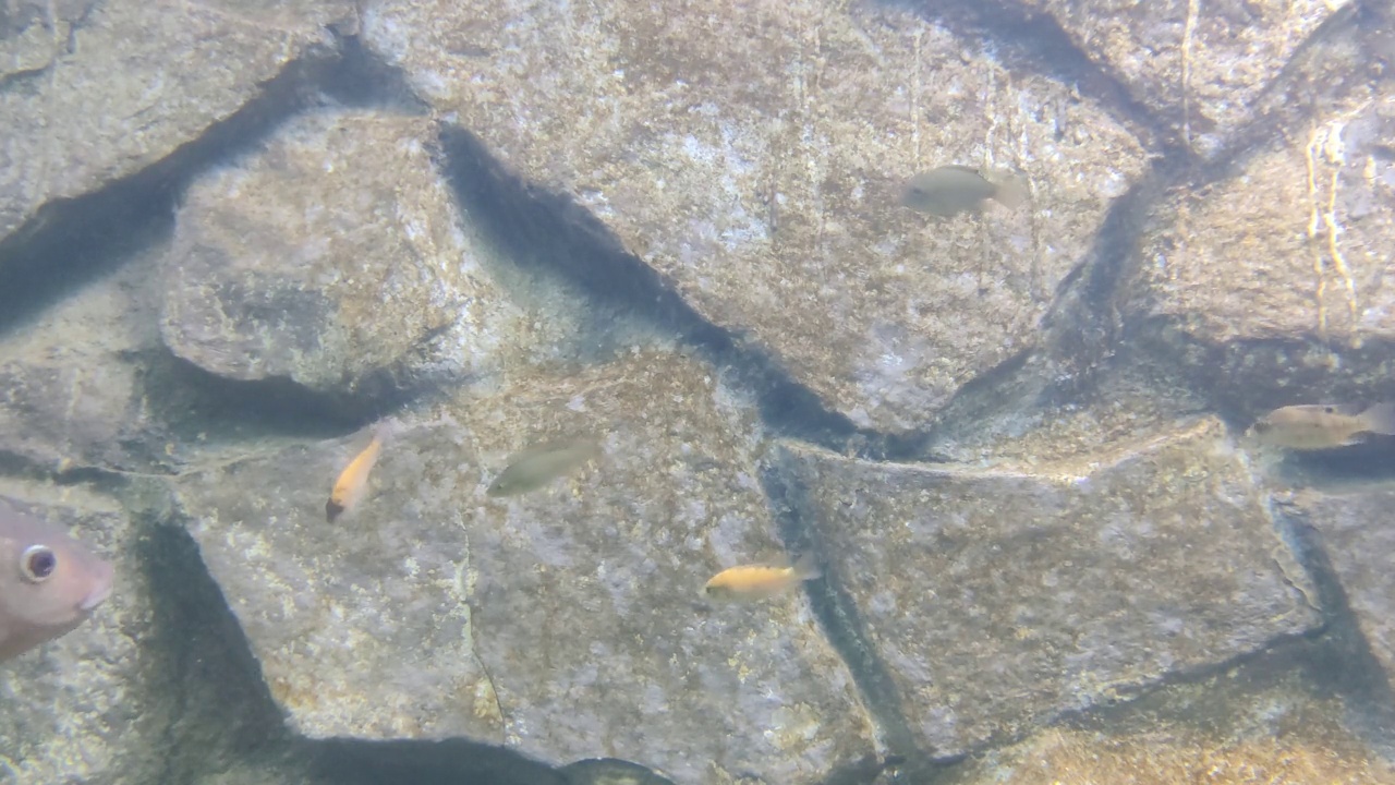 大型水族箱中观赏鱼的运动视频素材