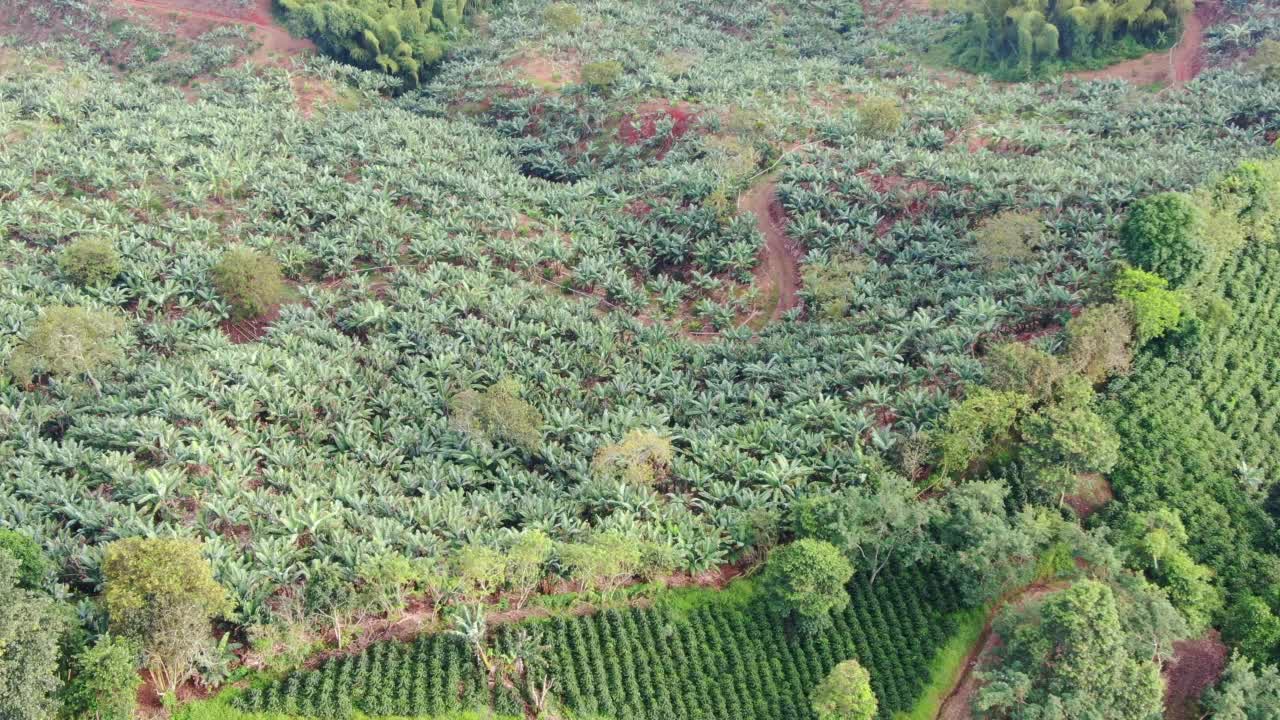 山上种植的热带香蕉视频素材