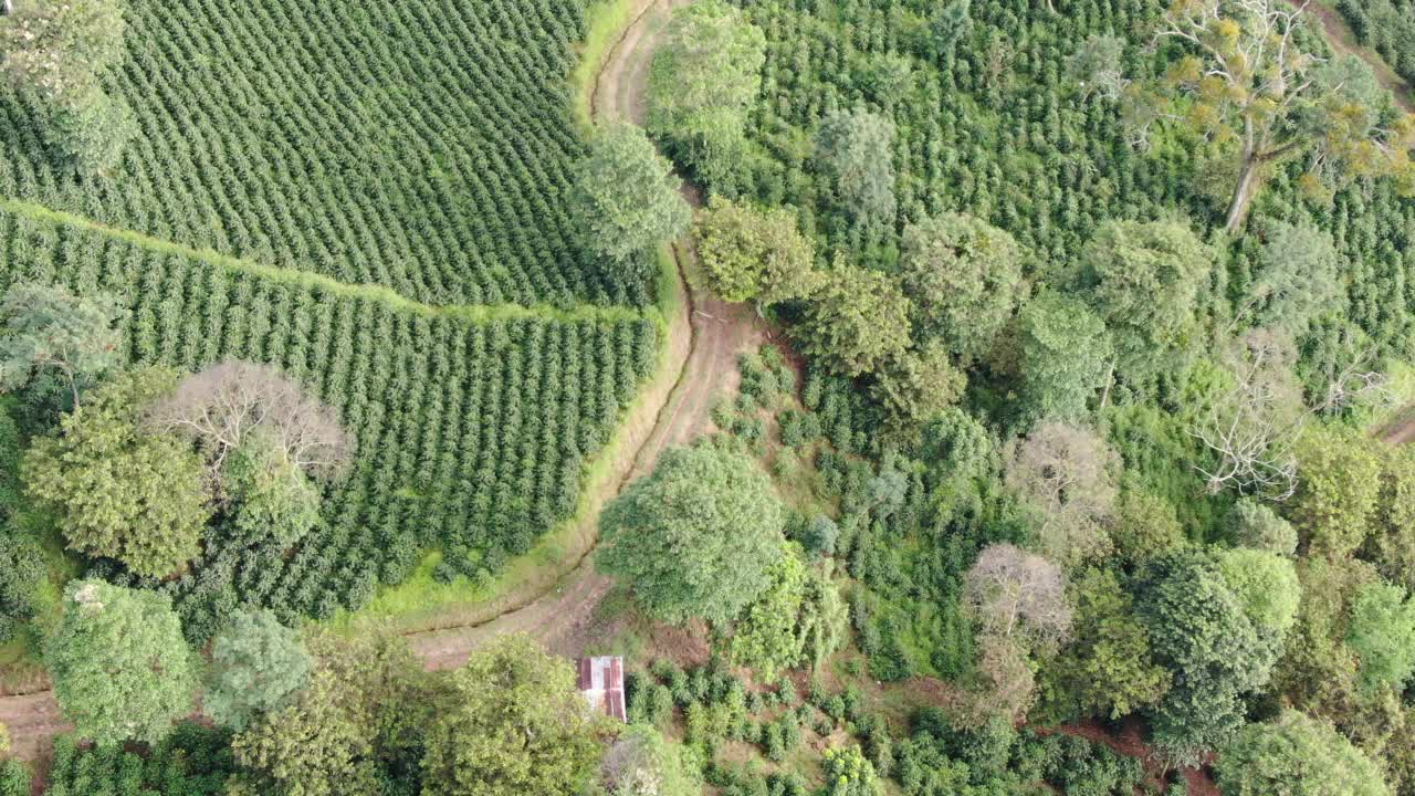 山上有香蕉种植园视频素材