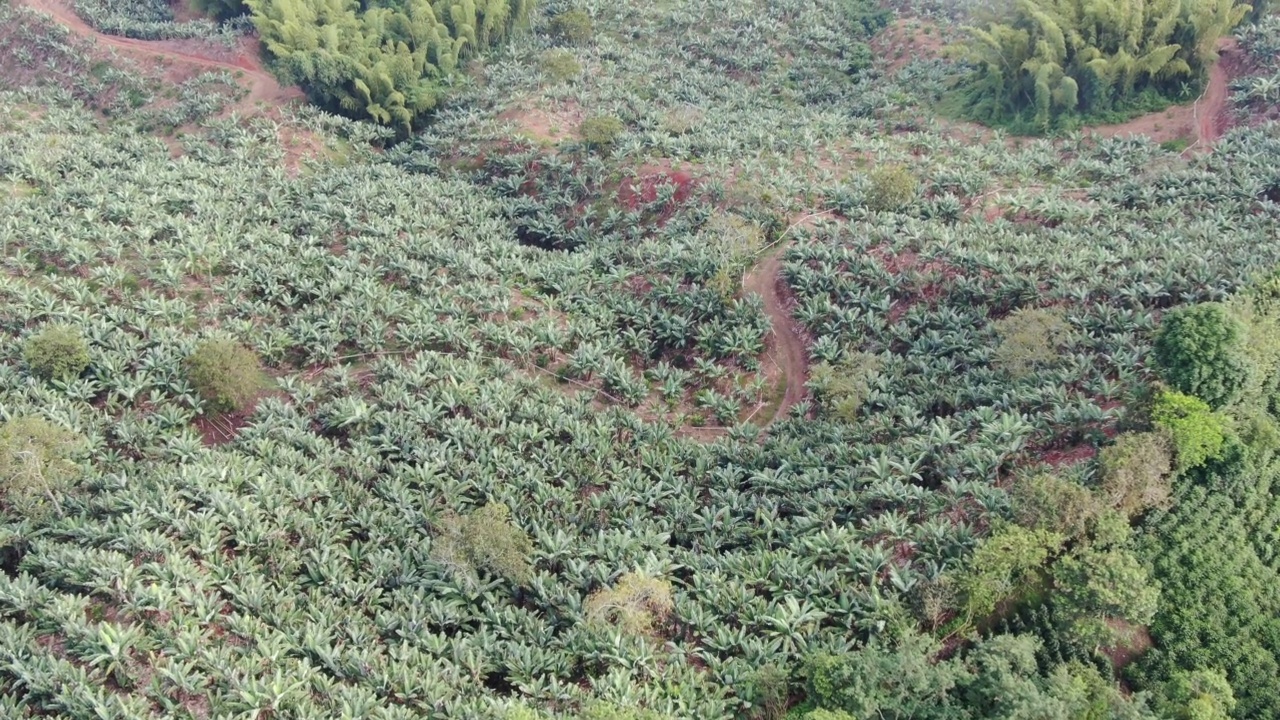 山上有香蕉种植园视频素材