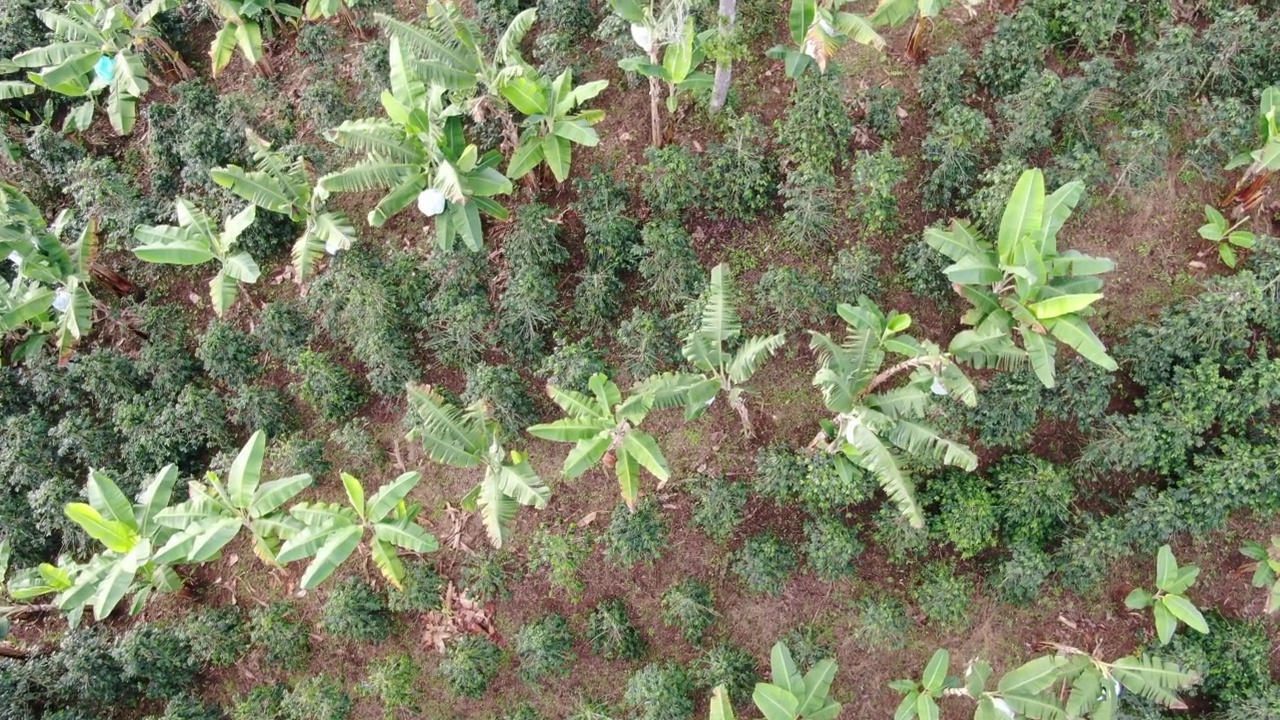 山上有香蕉种植园视频素材