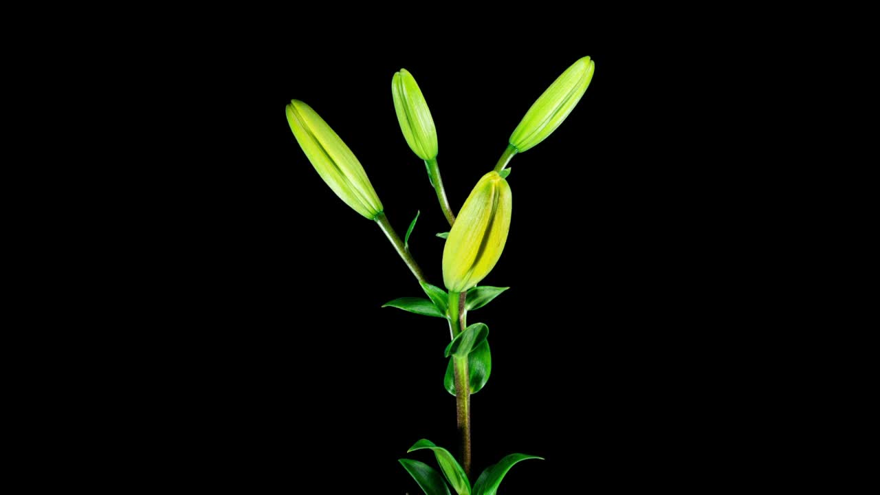 黄色百合盛开在一个树叶和黑色背景的时间流逝。柠檬花在时间流逝中打开花瓣。盛开的植物嫩视频从开花到枯萎的花视频素材