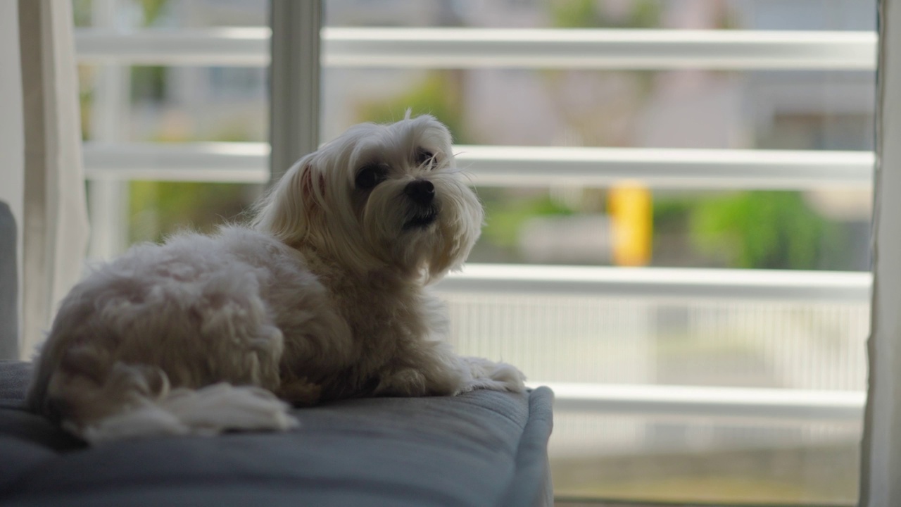 可爱的马耳他犬躺在沙发上看着窗外视频素材