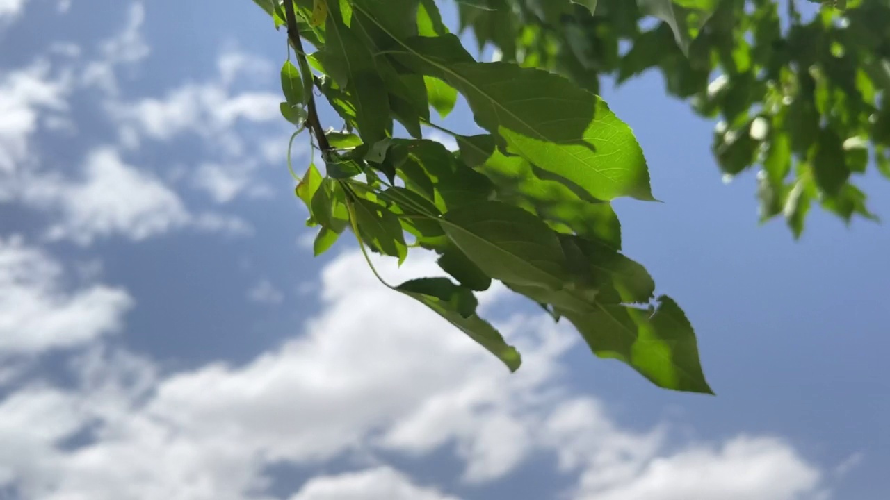 个人视角的天空通过辉煌的绿色叶树叶和树枝吹的阵风美国西部风视频系列视频素材