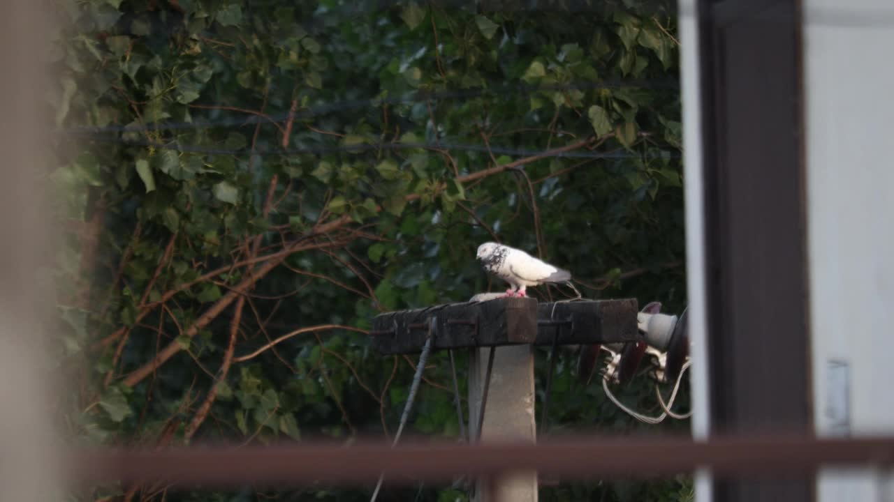 鸽子视频素材