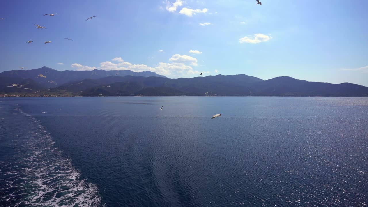 海鸥飞越大海视频素材