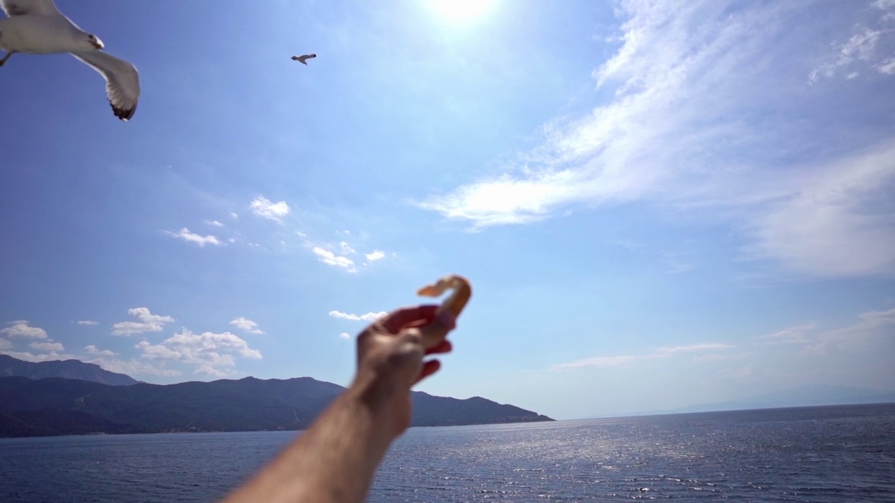 在海上喂海鸥视频素材