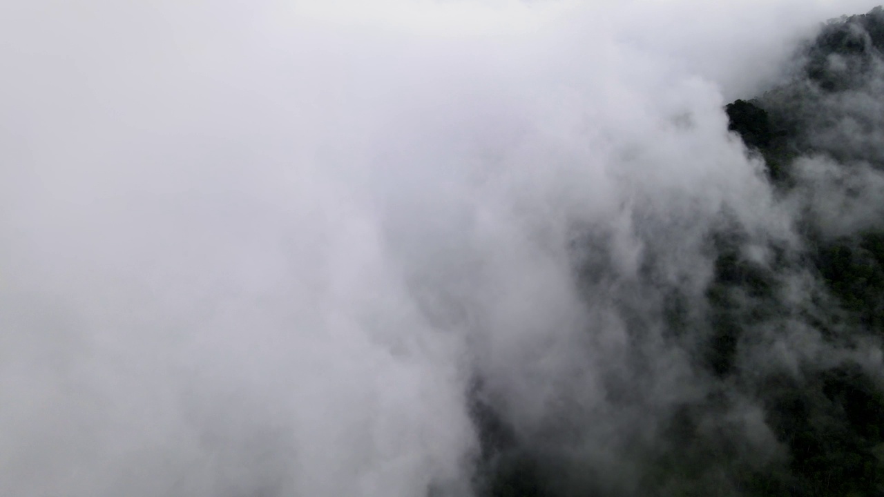 鸟瞰图白云覆盖绿色雨林视频素材
