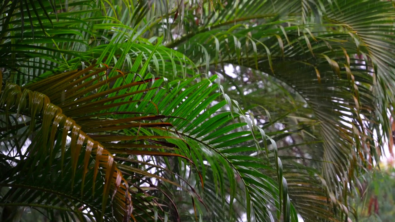 热带雨的慢动作镜头。雨滴落在棕榈树的叶子上。热带地区的雨季视频素材