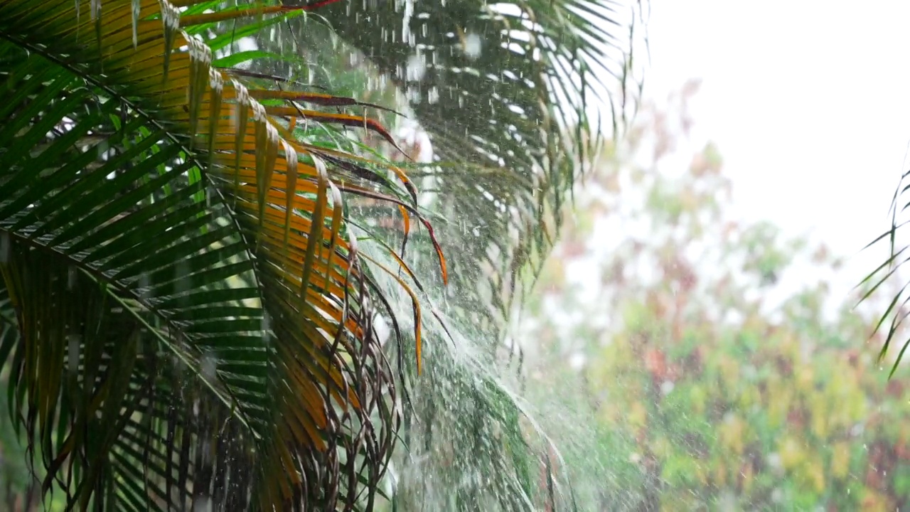 热带雨慢动作散景拍摄。雨滴落在棕榈树的叶子上。热带地区的雨季视频素材