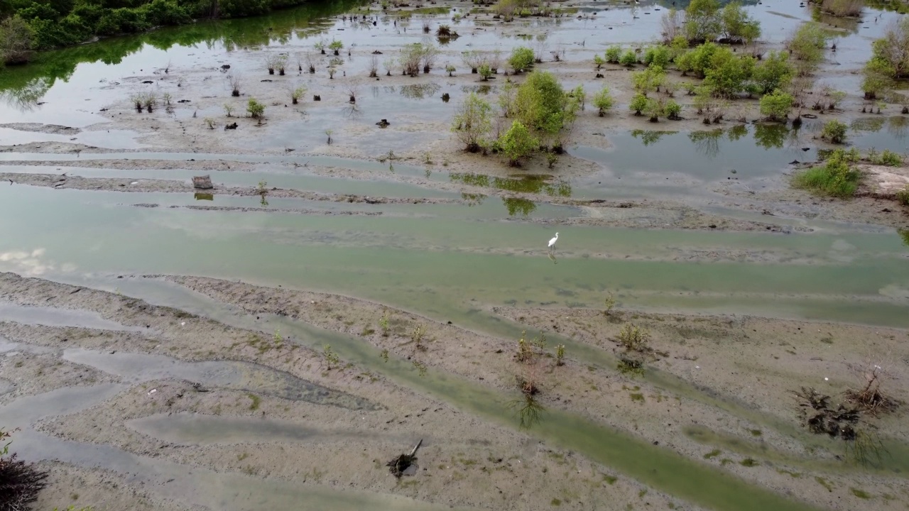干湿地为白鹭鸟类栖息地视频素材