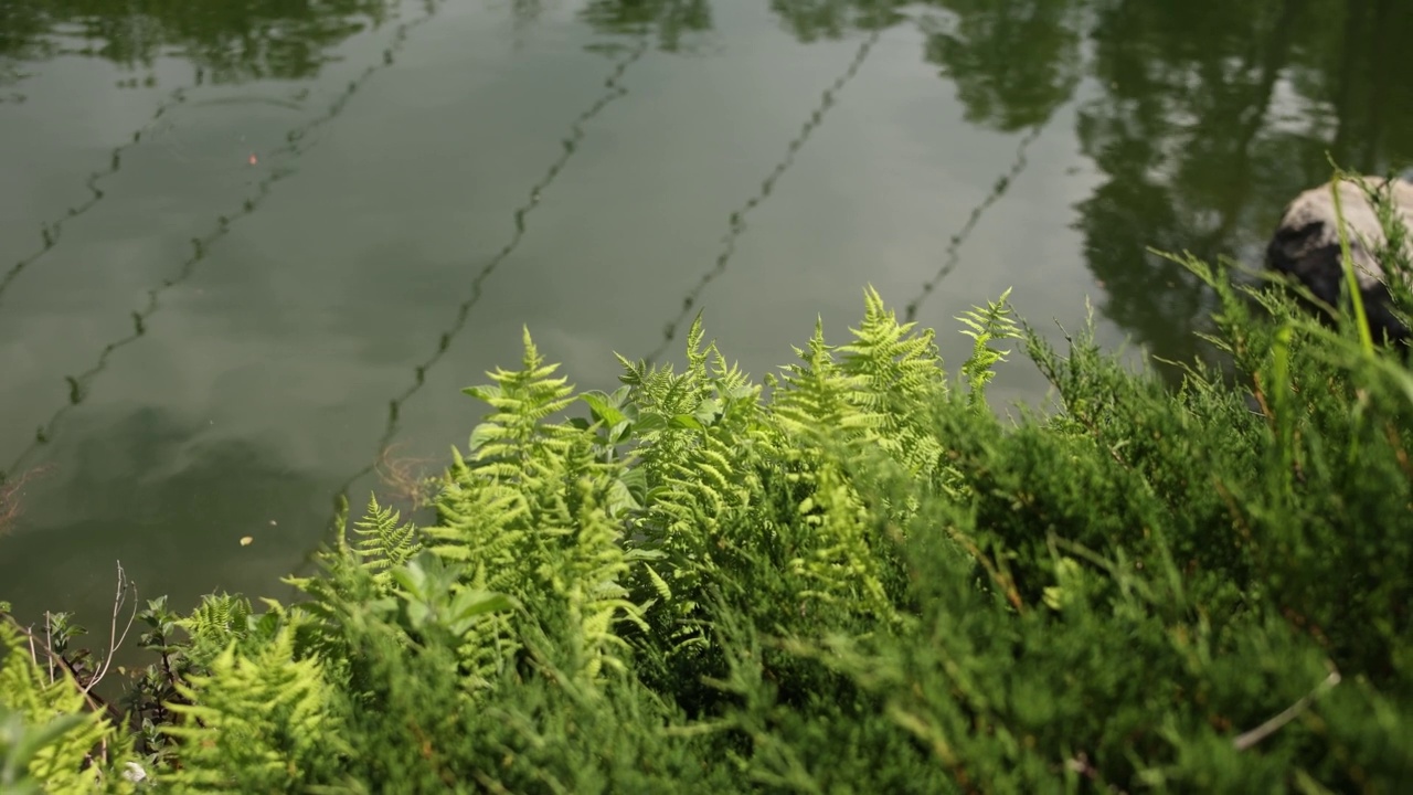 湖岸在公园里长着美丽的树叶和草视频素材