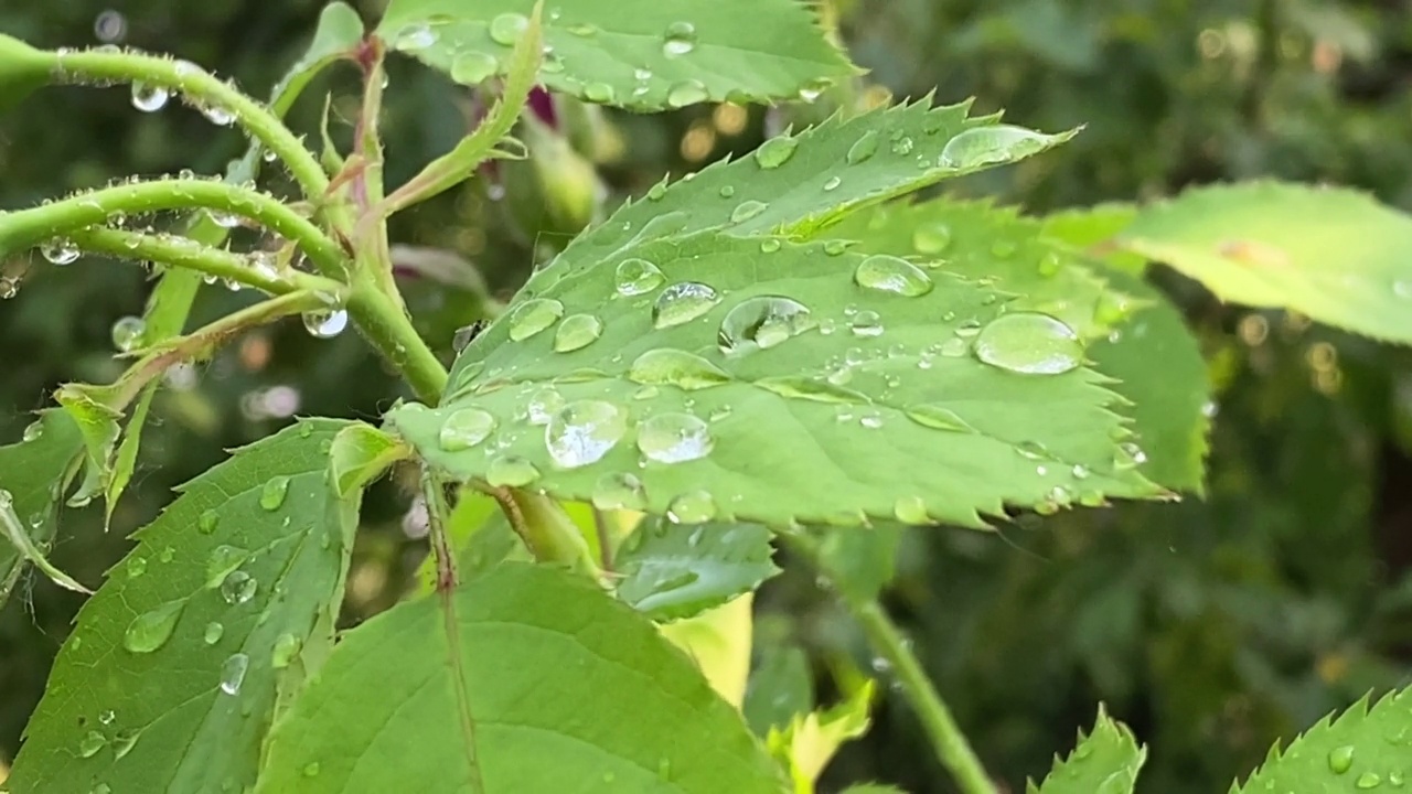 美丽的水滴透明的雨水在绿叶上特写户外视频素材