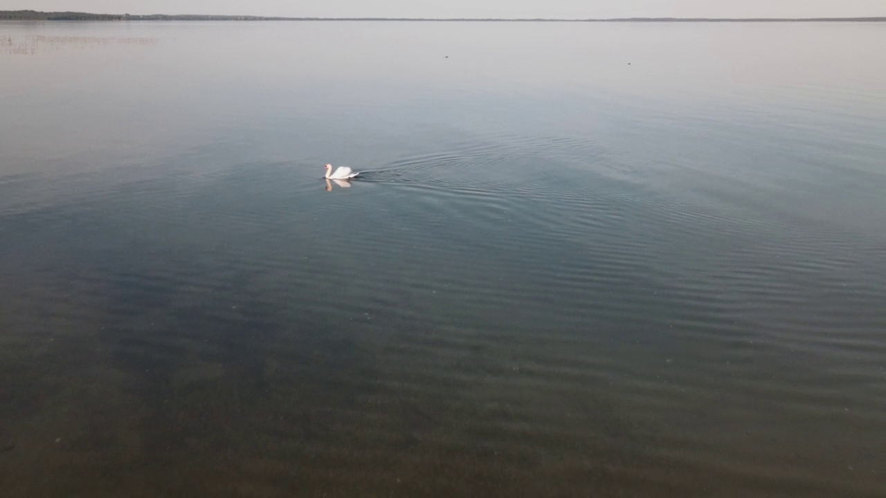 夏天天鹅在湖里游的全景。漂浮在水面上的天鹅的总体计划。鸟瞰图。视频素材