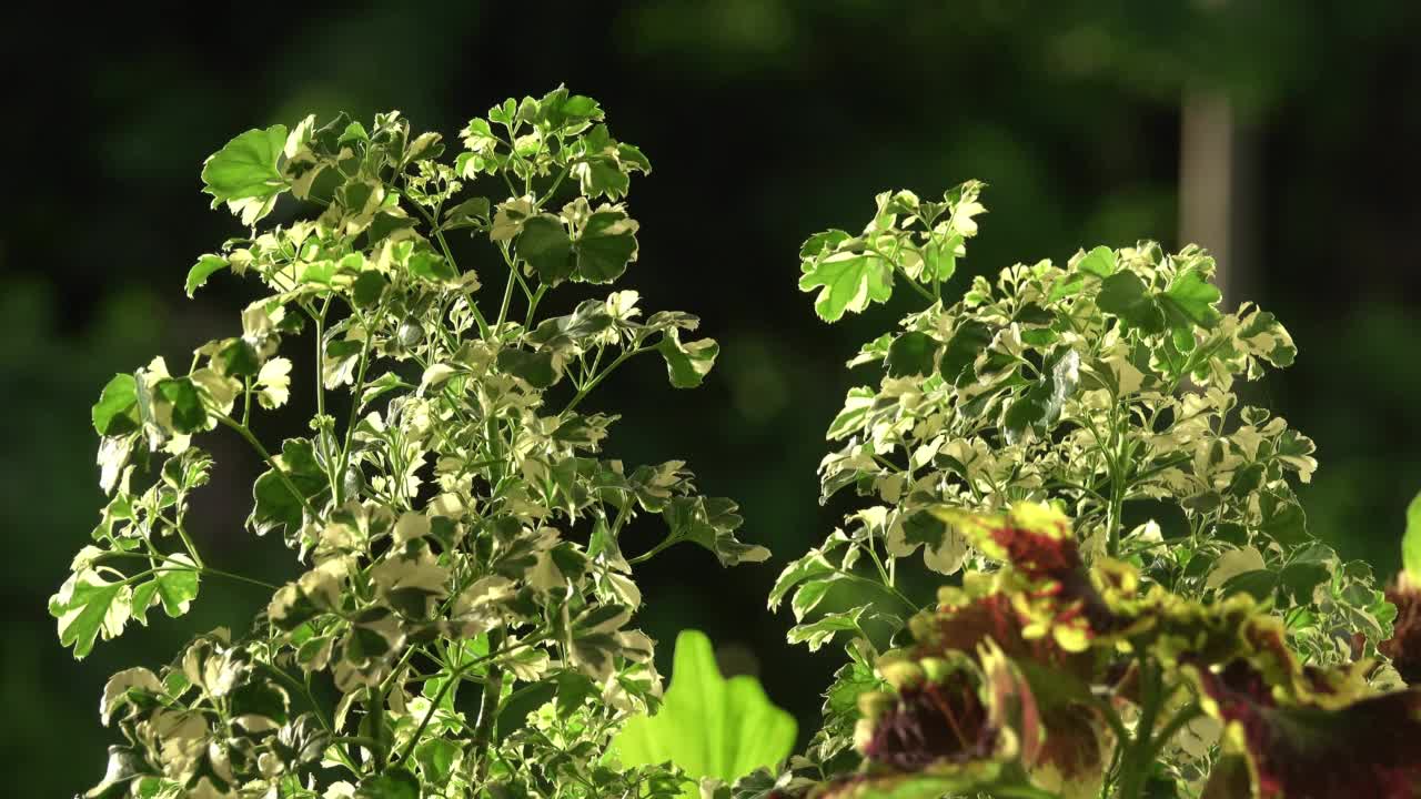 植物近距离自然背景视频素材