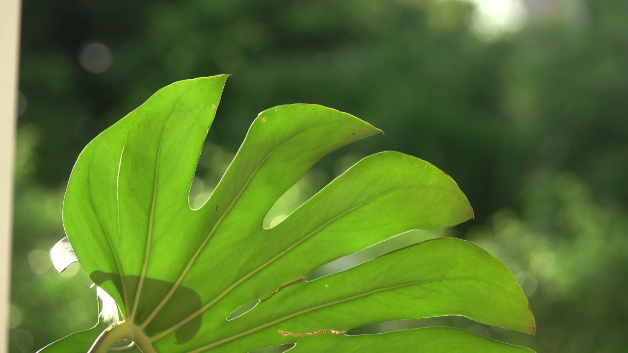 孟氏叶植物自然背景视频素材