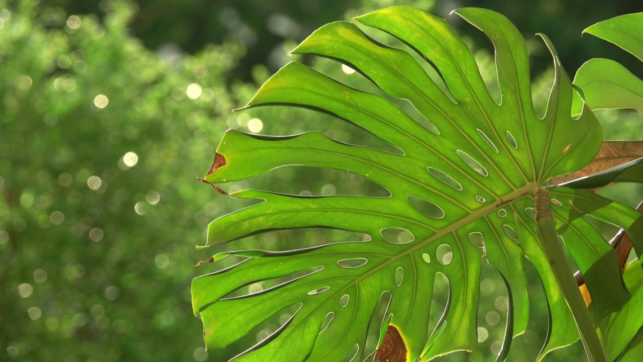 孟氏叶植物自然背景视频素材