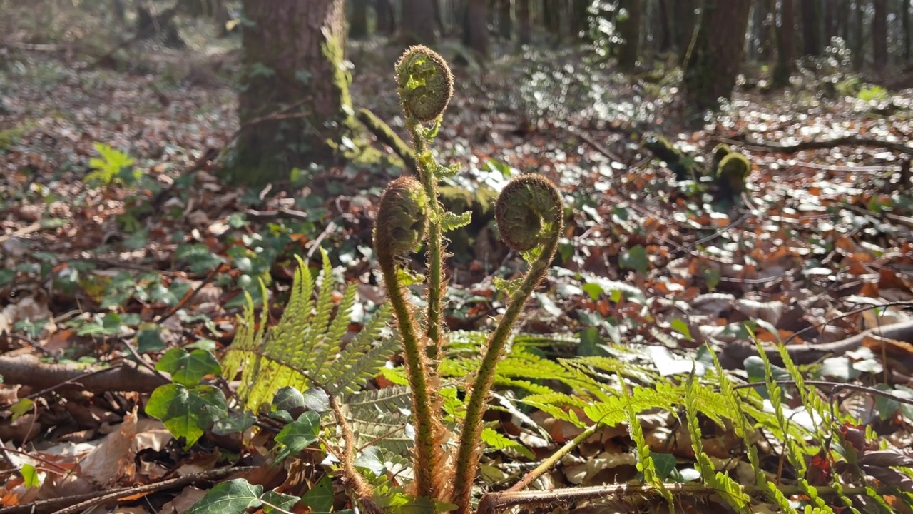 电视Fiddleheads视频素材