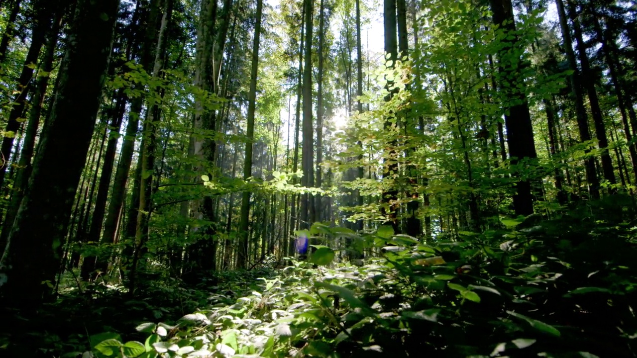 跟踪滑块美丽的拍摄在各种山毛榉森林，欧洲视频素材