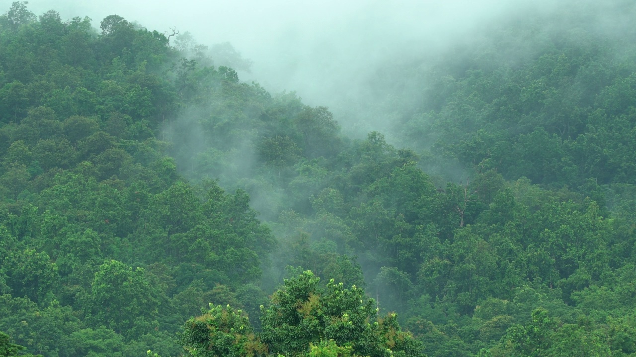 雨后山上的雾在移动视频素材