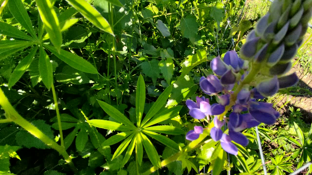 露豆，或狼豆(Lupinus):豆科(豆科)植物的一个属。视频素材