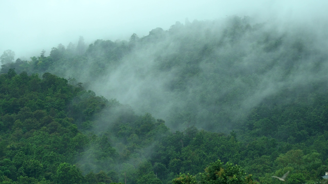 雨后山上的雾在移动视频素材