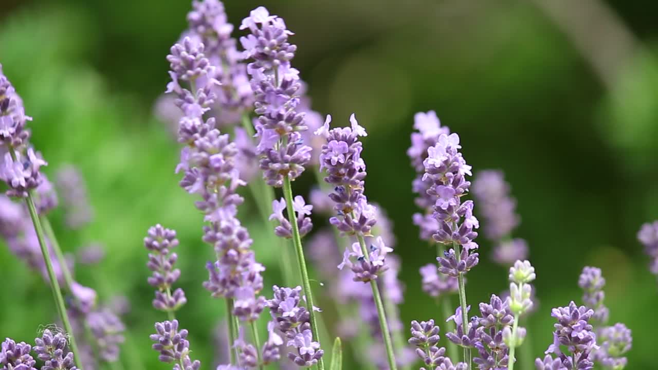 花园里的薰衣草视频素材