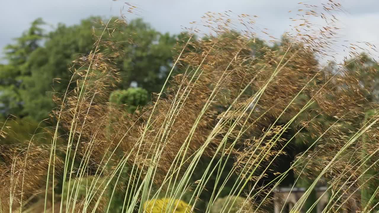 微风吹拂着观赏草视频下载