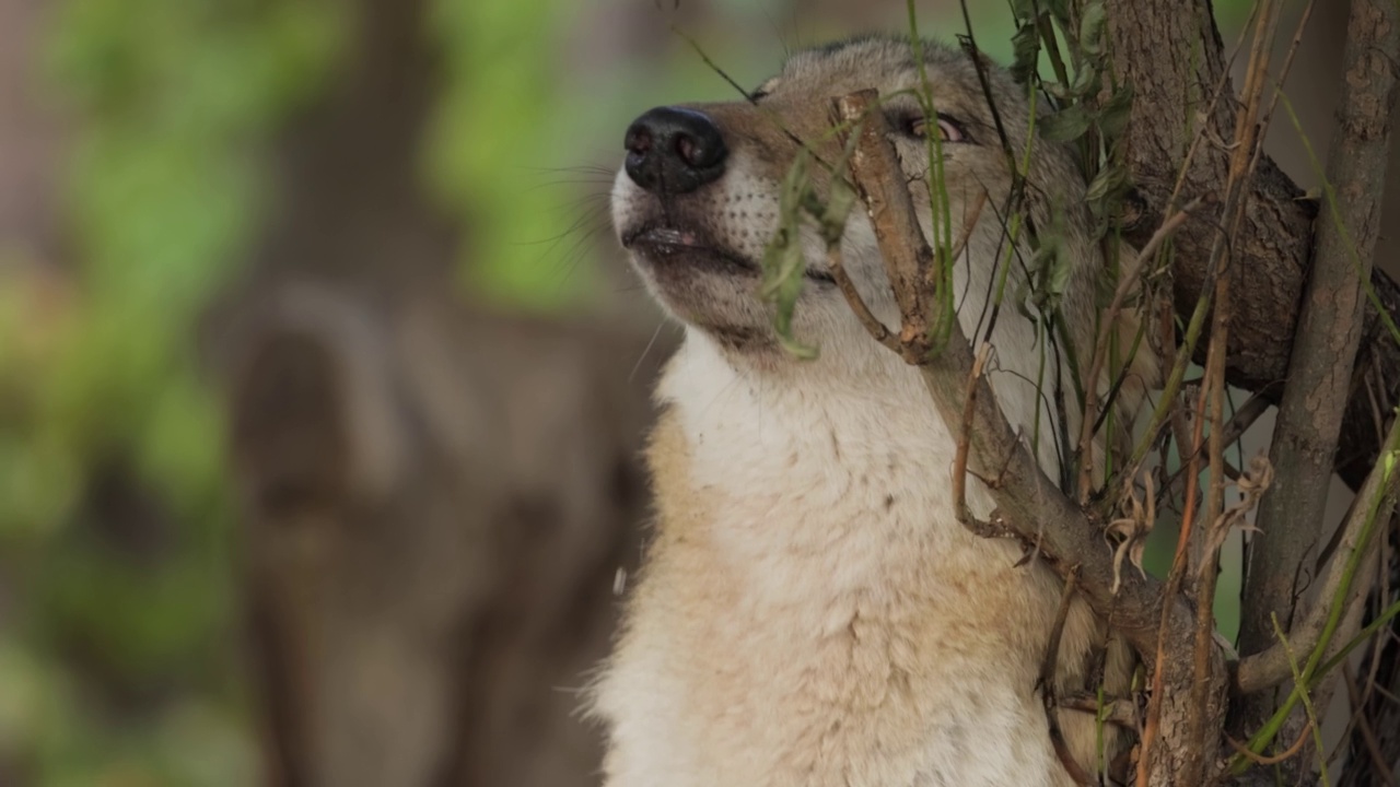 狼(Canis lupus)，又称灰狼，是现存最大的犬科成员。狼是犬类中最大的野生成员。视频素材