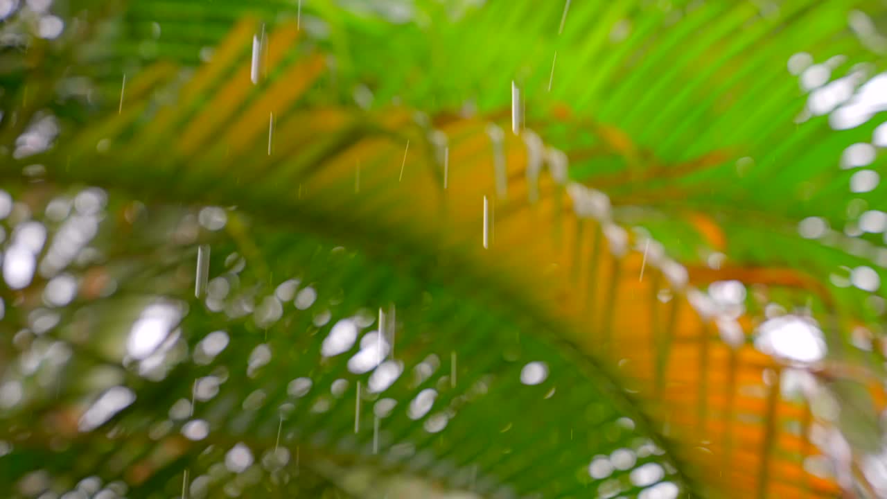 热带雨散景拍摄。雨滴落在背景上模糊的棕榈树叶上。热带地区的雨季视频素材