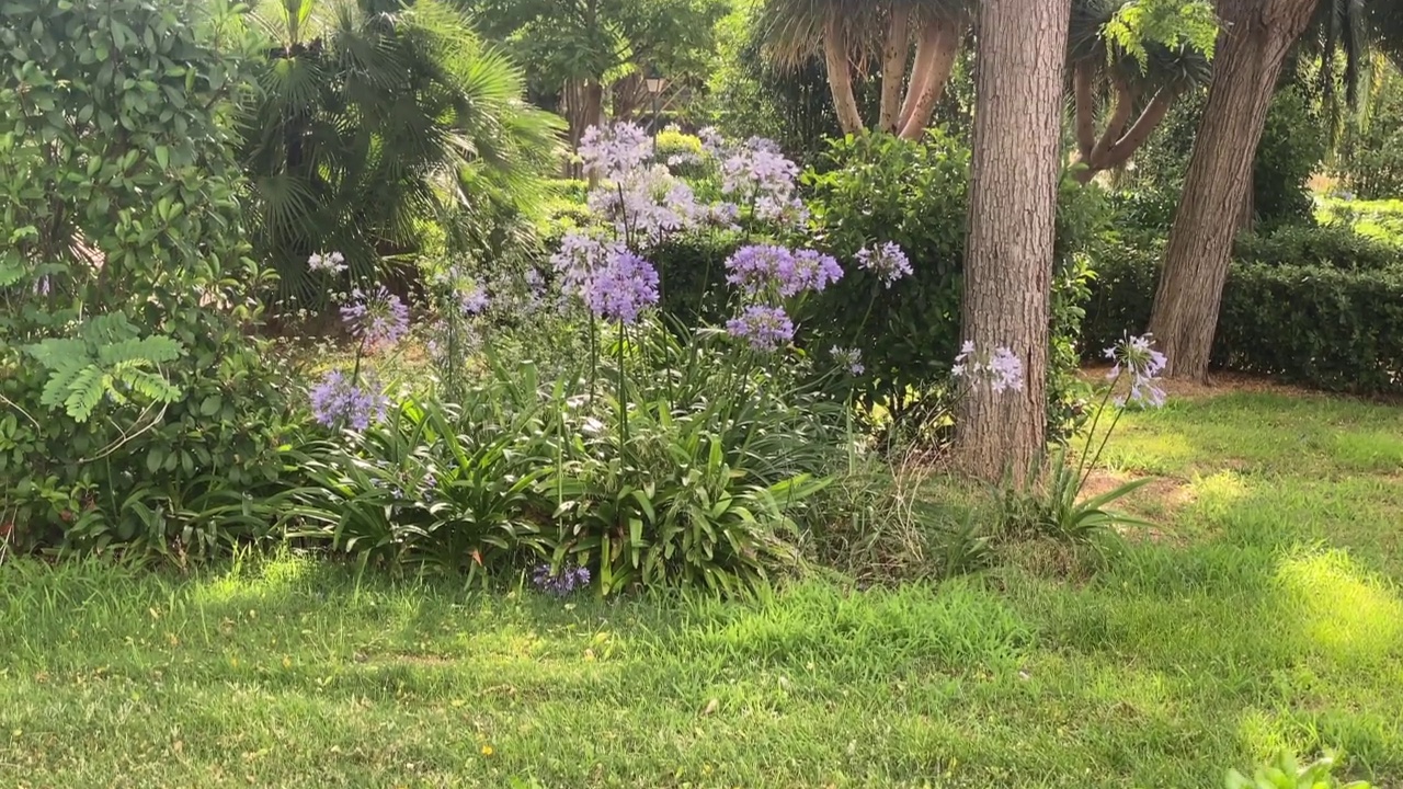 公园里的花草树木视频素材