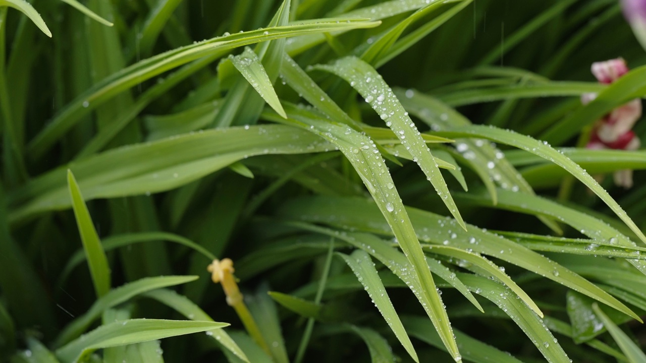 雨滴落在爱沙尼亚的绿色植物上视频素材