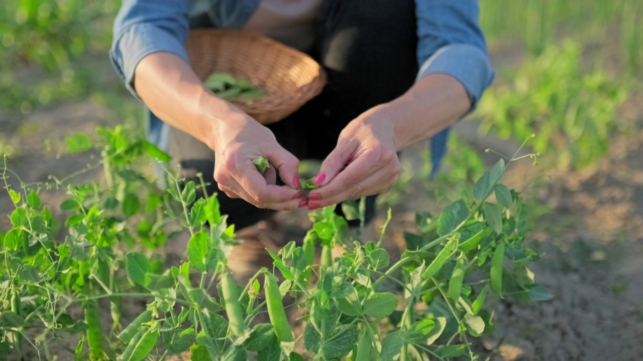 特写的女人的手采摘豆荚的绿色豌豆从植物在菜园视频素材