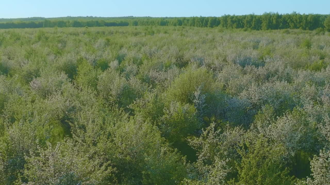 在阳光明媚的春天，大型盛开的花园的美丽空中全景，从空中观看，4K, Prores视频素材