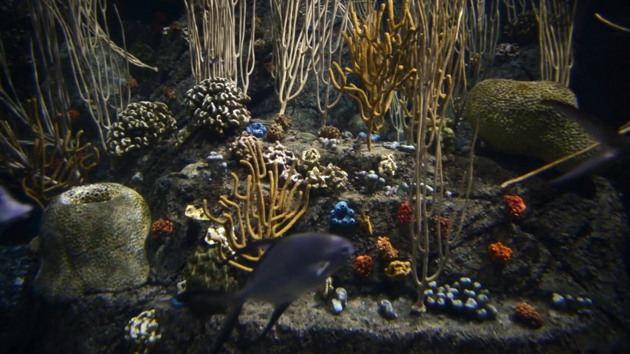 水族馆礁场景视频素材