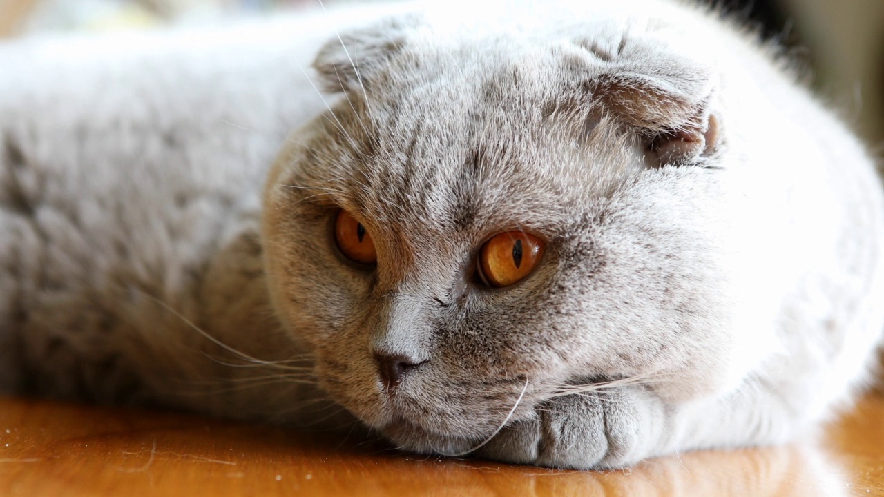 4K:沉睡的苏格兰折耳猫视频素材