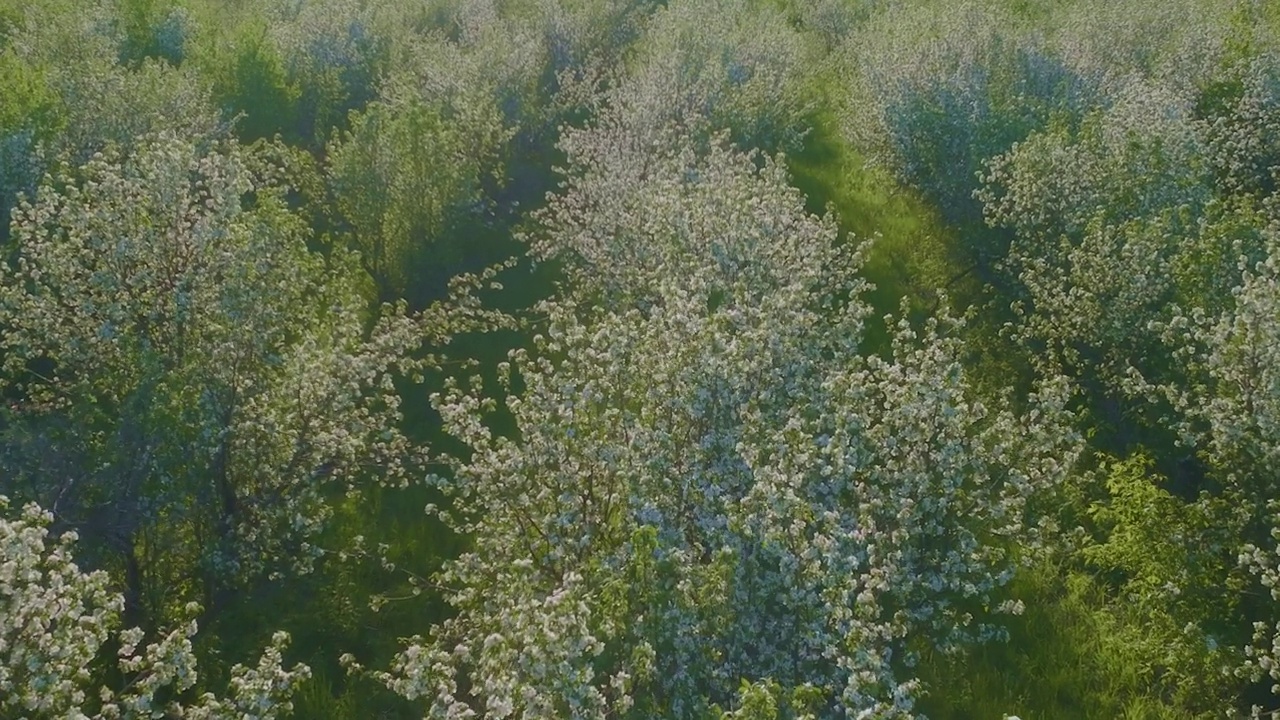 无人机在春天美丽果园盛开的苹果树上飞行，从空中观看，4K, Prores视频素材